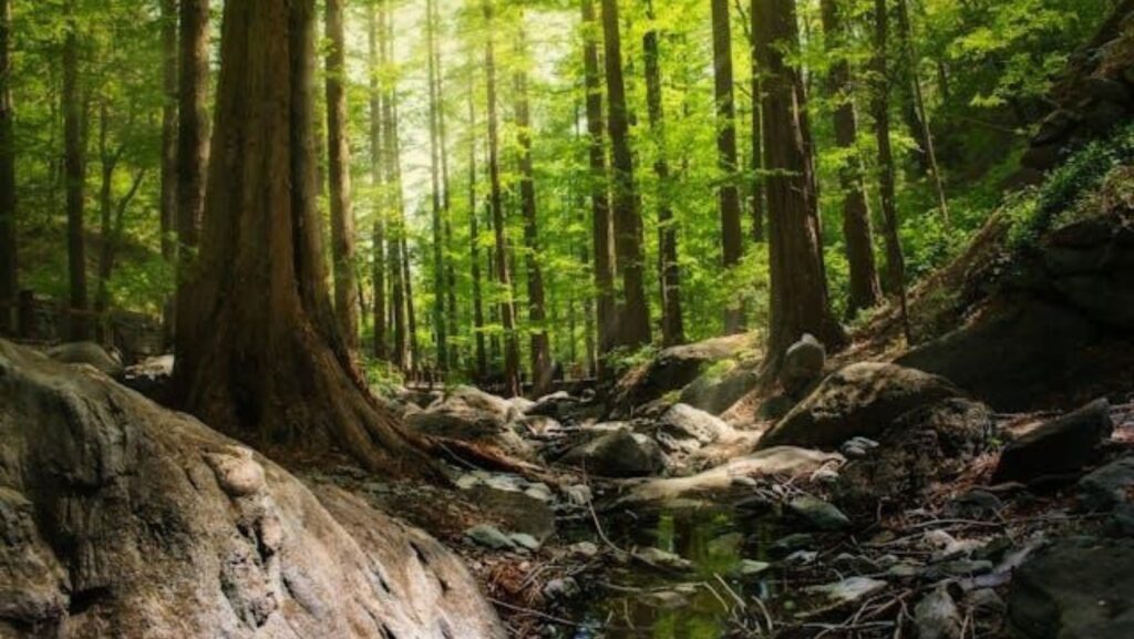 The forest bed of a lush, green rainforest during the day.
