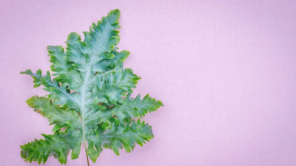 davana leaf on pink background