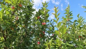 A grove of crabapple trees in full bloom with ripe fruits during summer, waiting to be pruned in the Fall.]