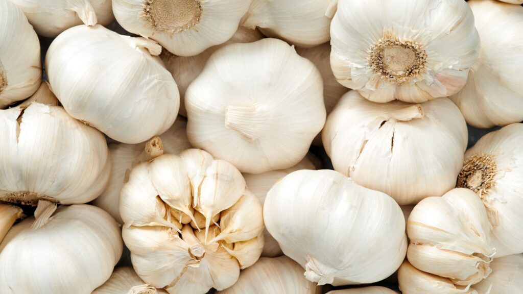 sustainable garlic farming